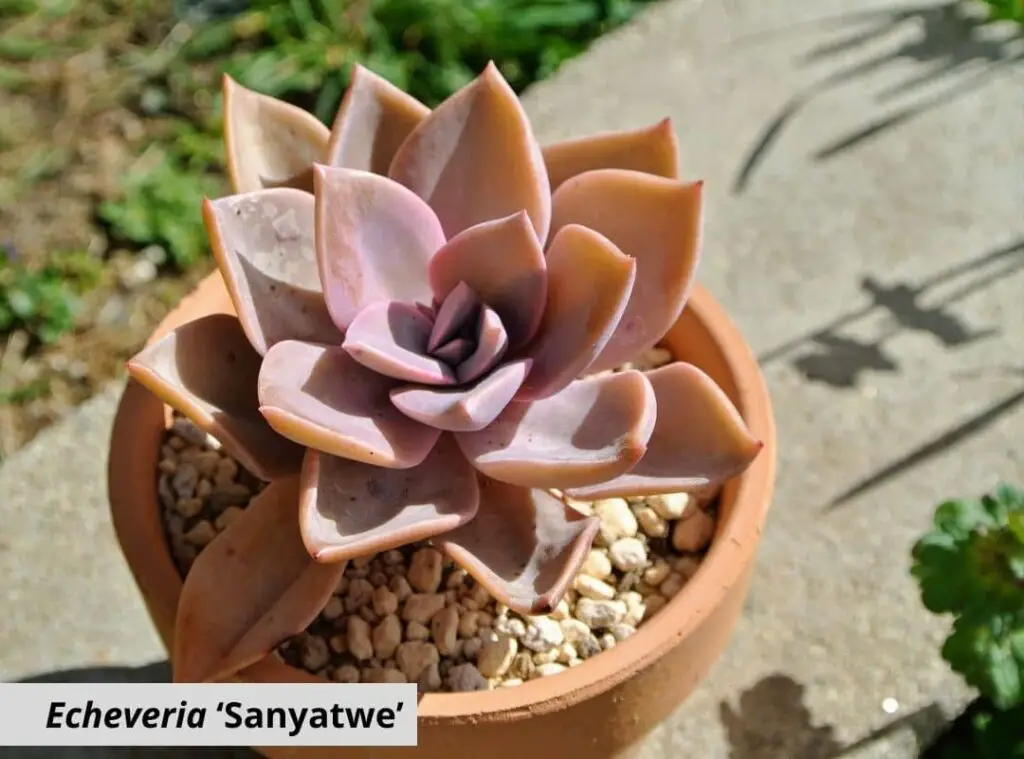 Echeveria ‘Sanyatwe 1