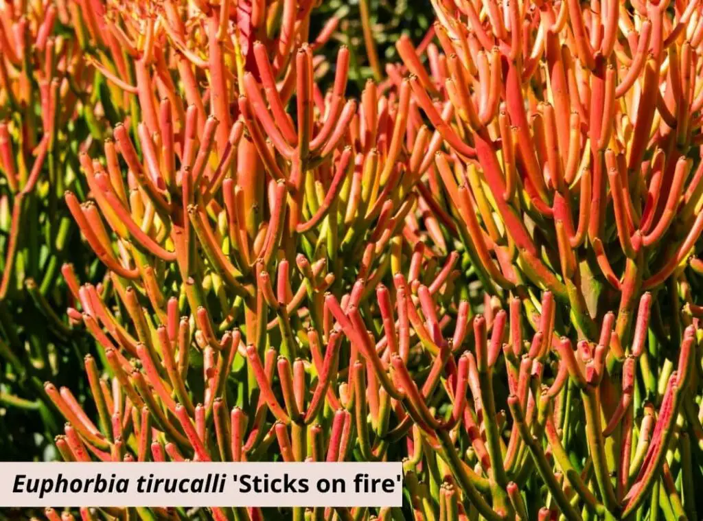 Euphorbia tirucalli sticks on fire 1
