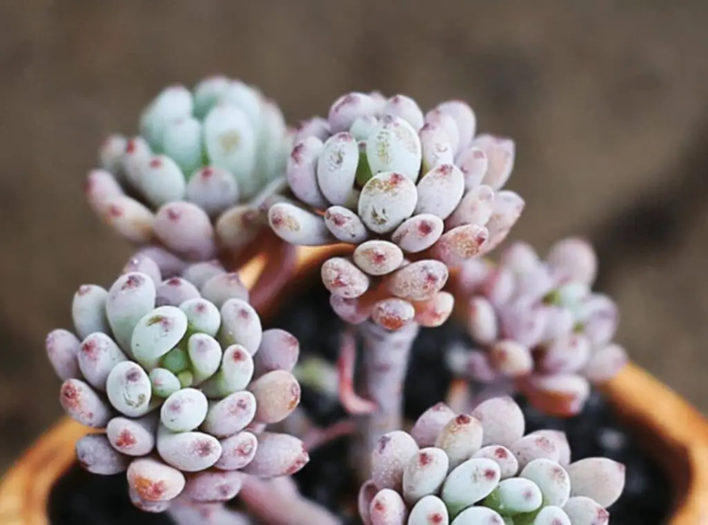 Graptopetalum Pachyphyllum 3 1