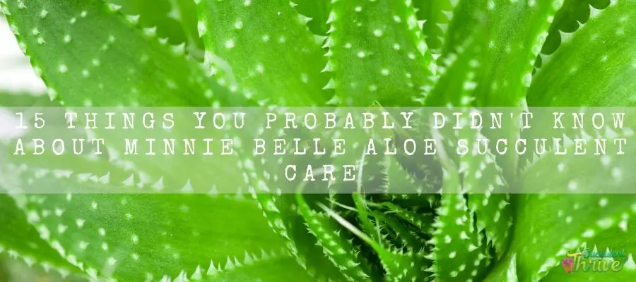 Minnie Belle Aloe