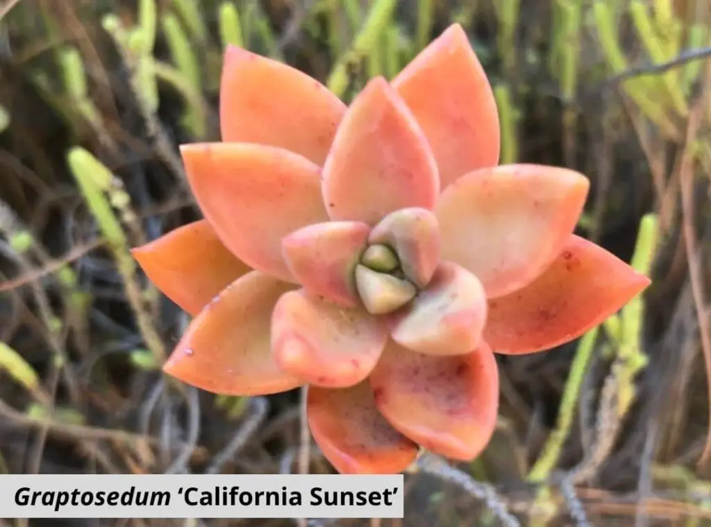 Orange Succulents 13 Unique Orange Succulents For Your Garden Succulent Thrive