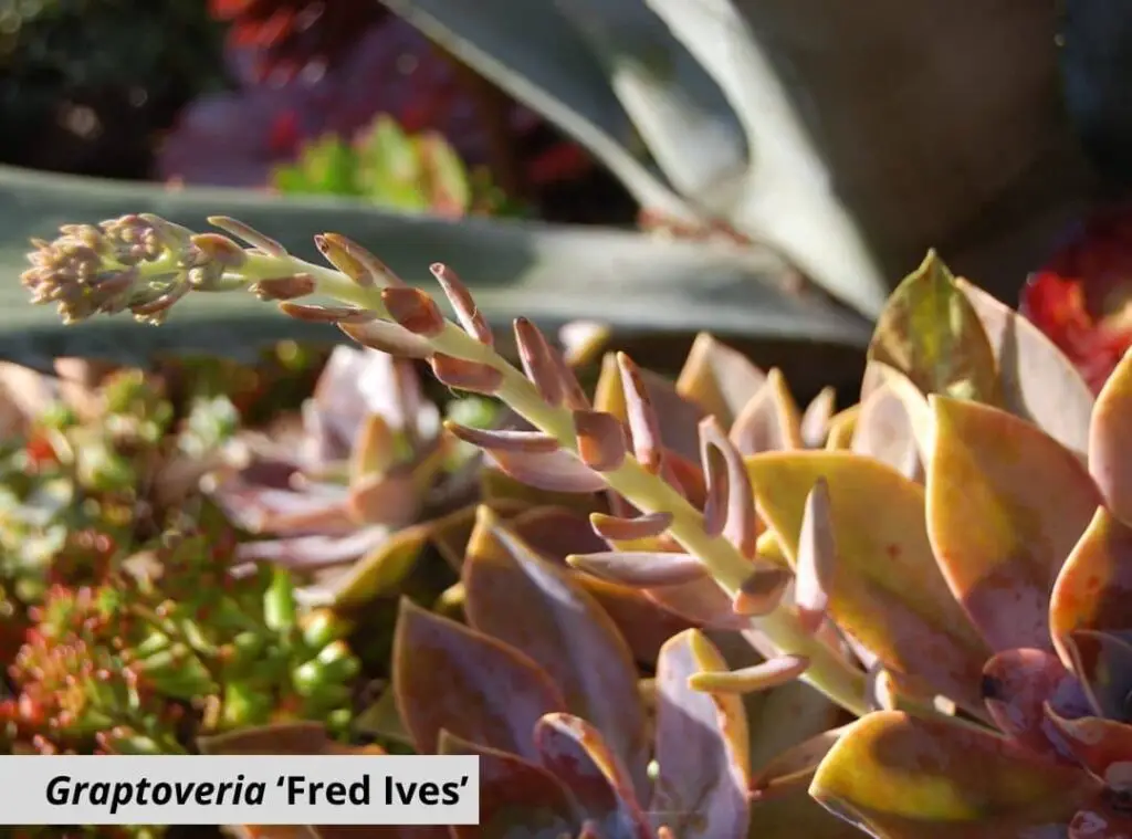 Graptoveria ‘Fred Ives 1