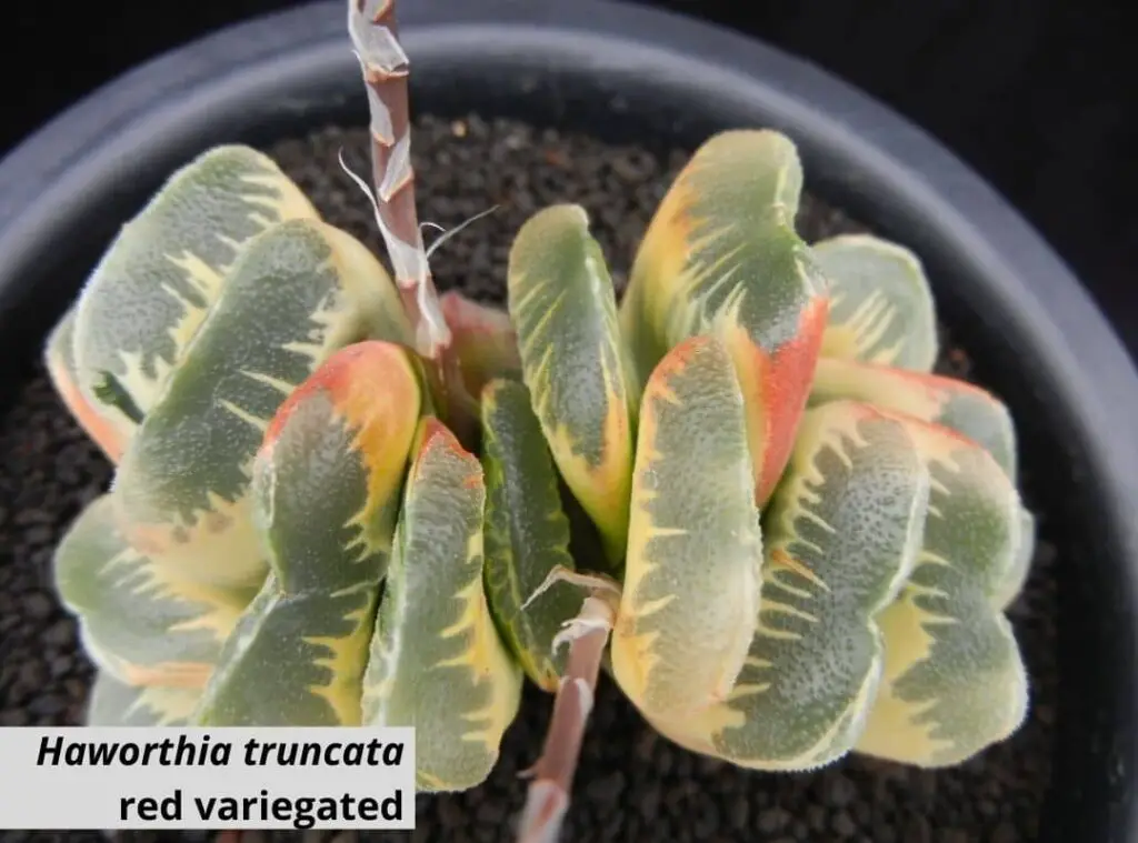 Haworthia truncata red variegated 1