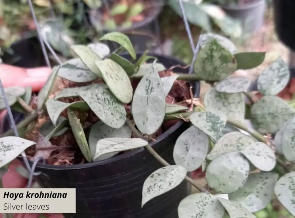 Hoya krohniana Silver leaves 1