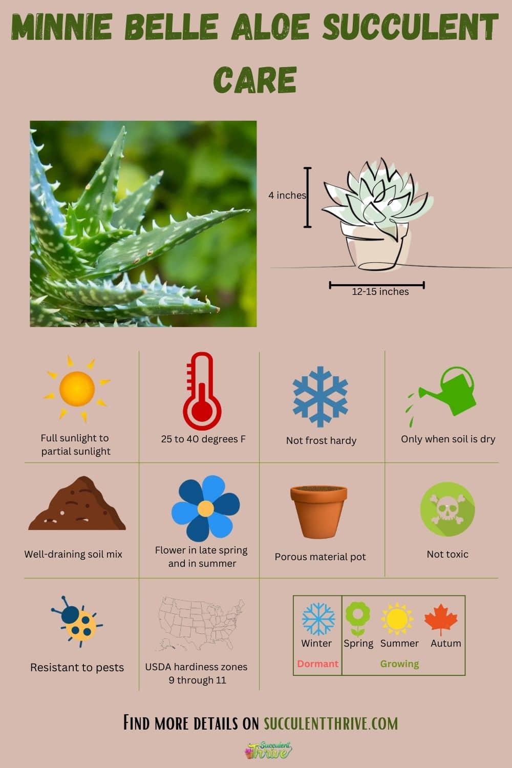 Minnie Belle Aloe infographic