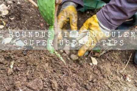 Will Roundup Kill Succulents? 5 Super Useful Tips