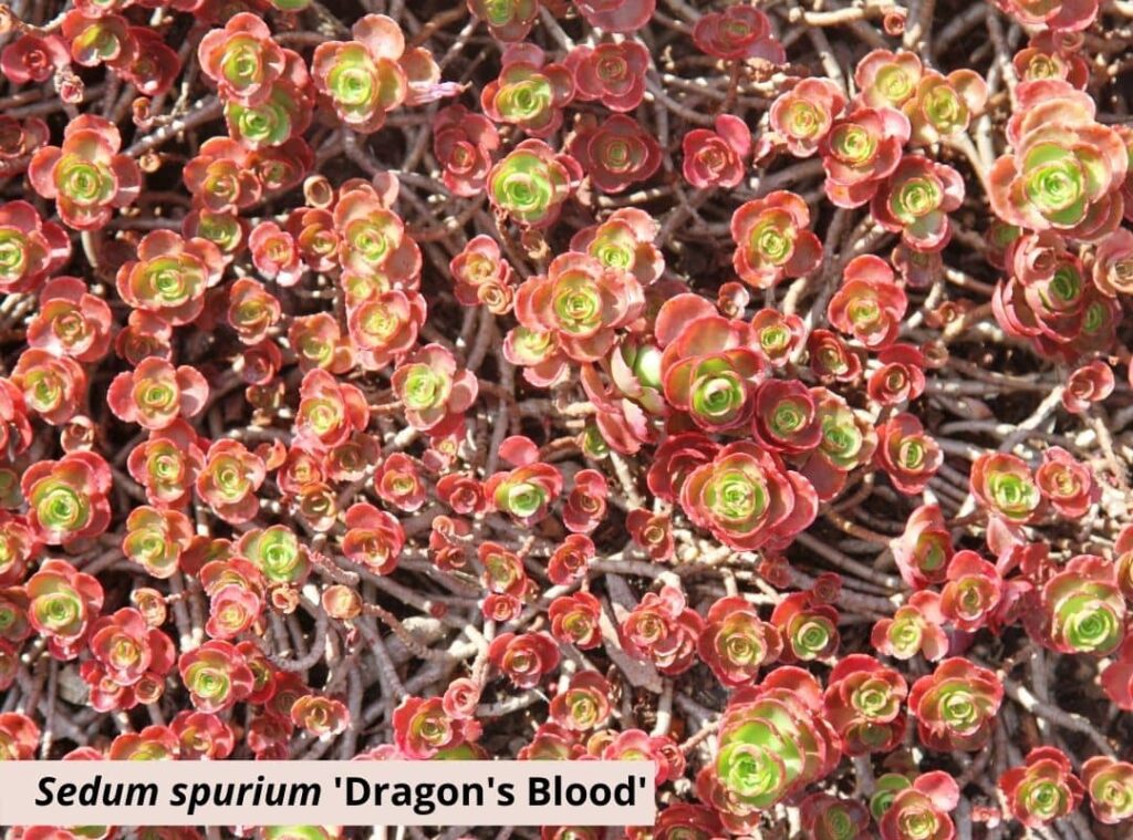 Sedum spurium Dragons Blood 1