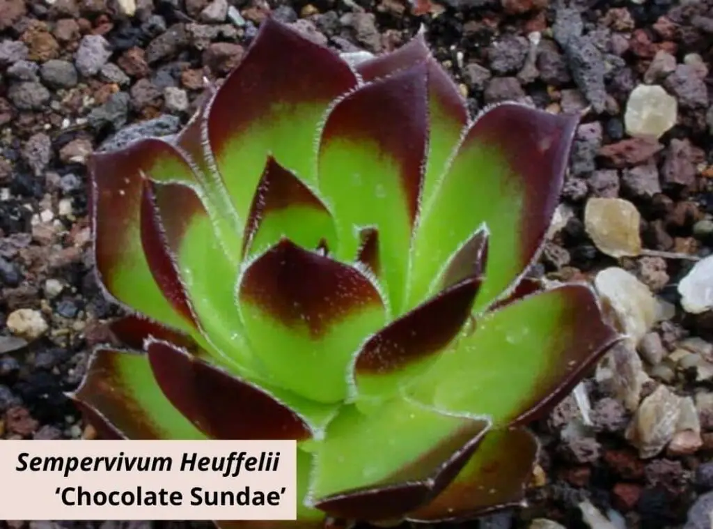 Sempervivum Heuffelii ‘Chocolate Sundae 1