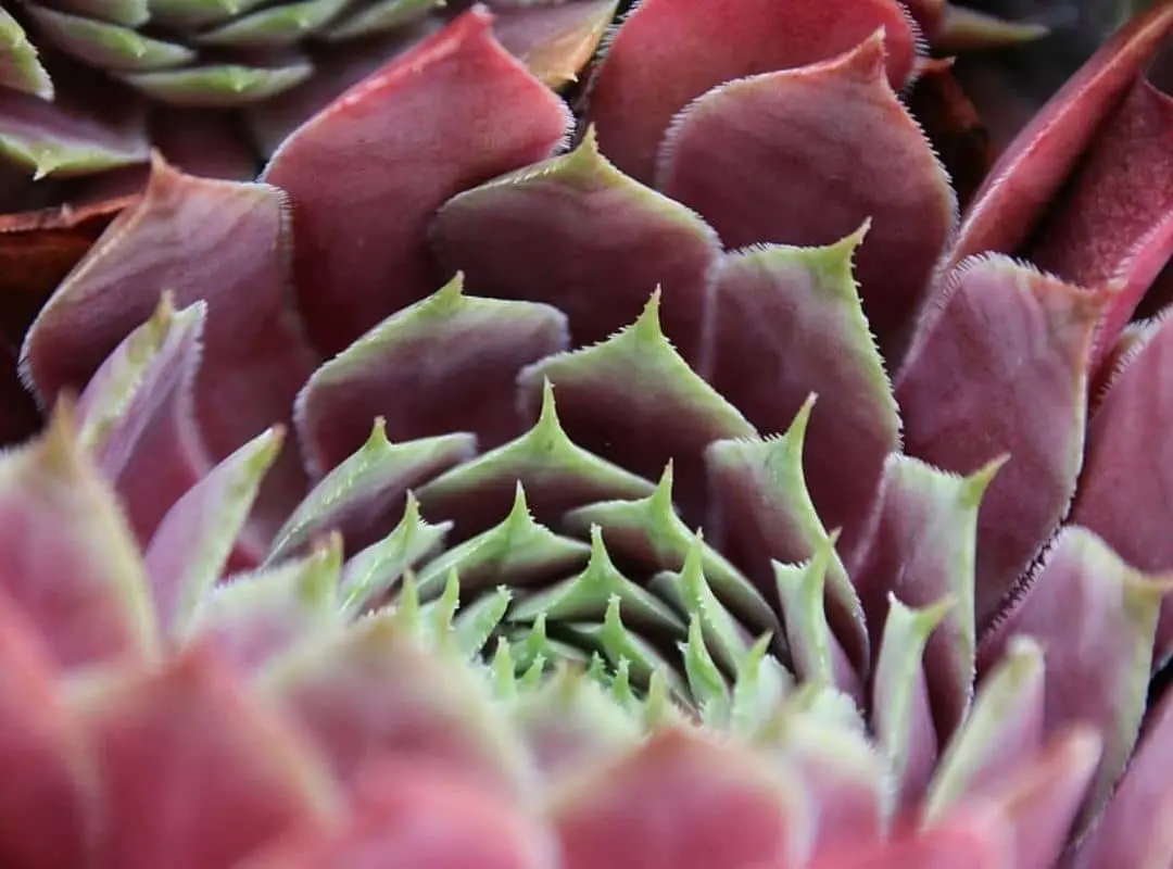 Sempervivum Red Lion Succulent Ultimate Care Guide | 18 Things To 