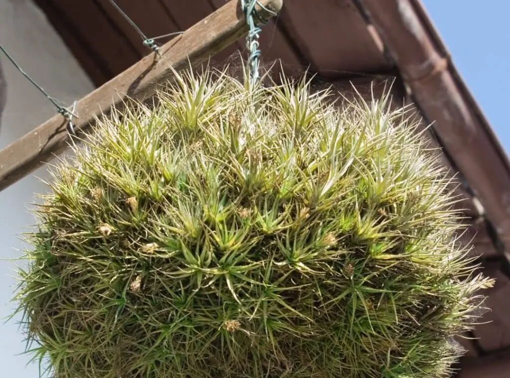 air plant