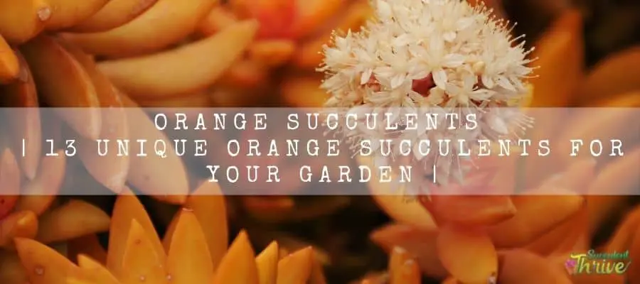 orange succulents