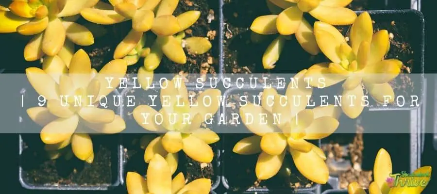 yellow succulents