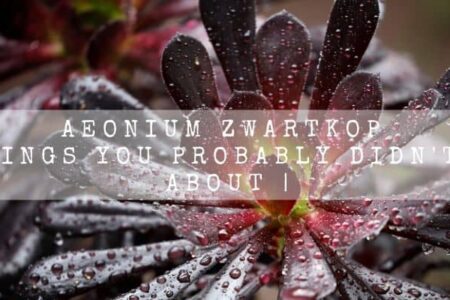 Aeonium Zwartkop | 7 Things You Probably Didn’t Know About |