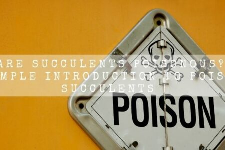 Are Succulents Poisonous? | A Simple Introduction To Toxic Succulents |