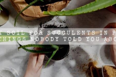 Best Soil For Succulents In Pots | 5 Things Nobody Told You About |