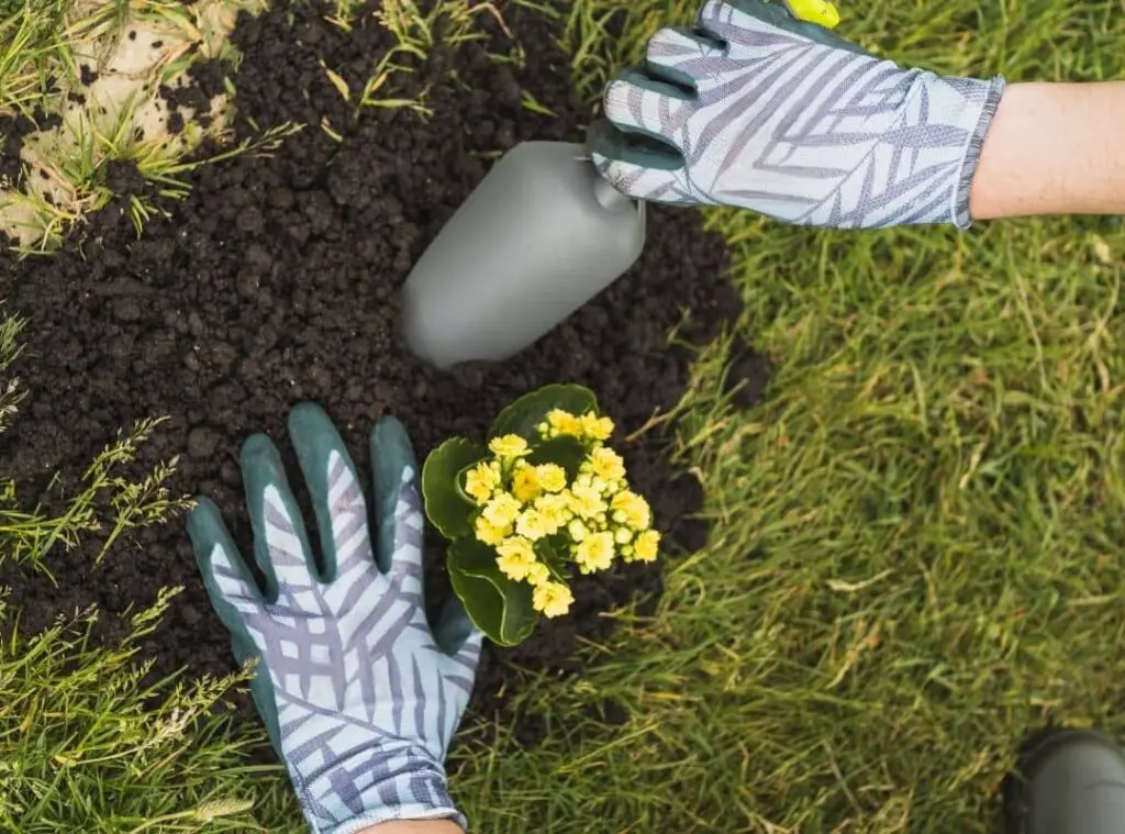 Best Soil For Succulents In Pots 