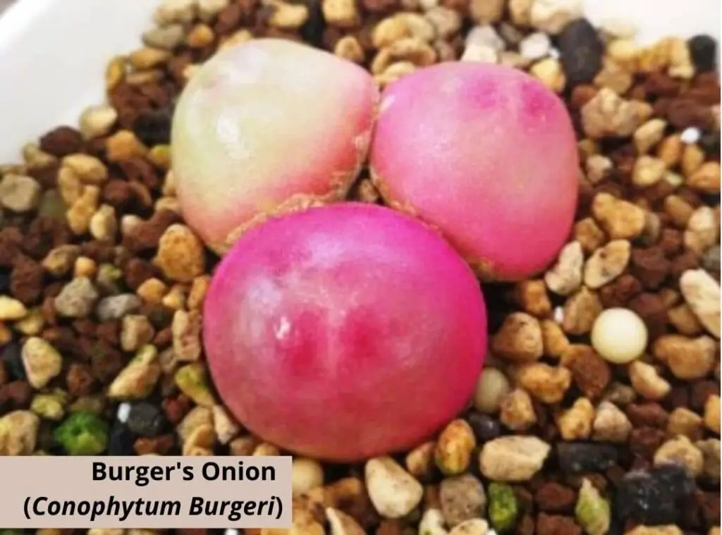 Burgers Onion Conophytum Burgeri 1