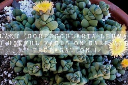 Ice Plant (Corpuscularia Lehmannii) | Useful Facts On Care and Propagation |