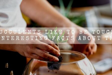 Do Succulents Like To Be Touched? | 5 Interesting Facts About Them |