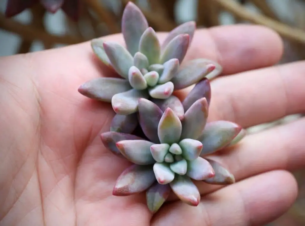 Do Succulents Like To Be Touched 2 1