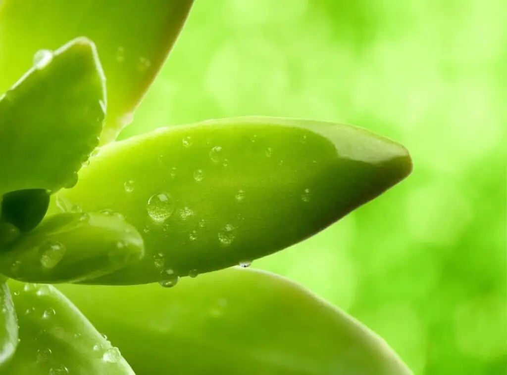 How Long Do Succulents Take To Grow From Leaves 