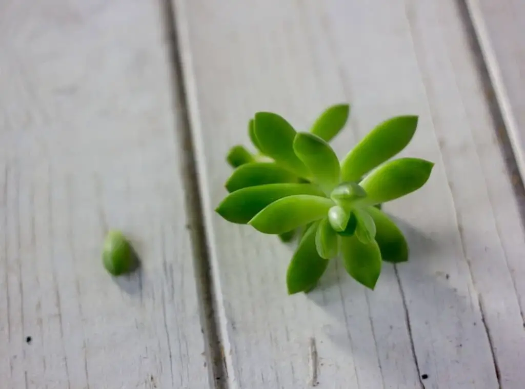 How Long Do Succulents Take To Grow From Leaves 