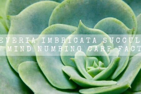 Echeveria Imbricata Succulent |15 Mind Numbing Care Facts |