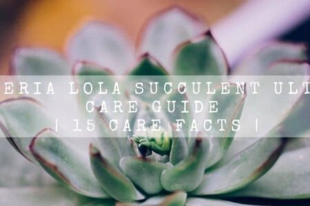 Echeveria Lola Succulent Ultimate Care Guide | 15 Care Facts |