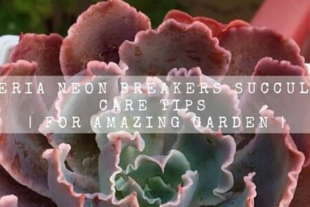 Echeveria Neon Breakers Succulent 16 Care Tips | For Amazing Garden |
