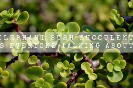 Elephant Bush Succulent | Why Is Everyone Talking About Them |