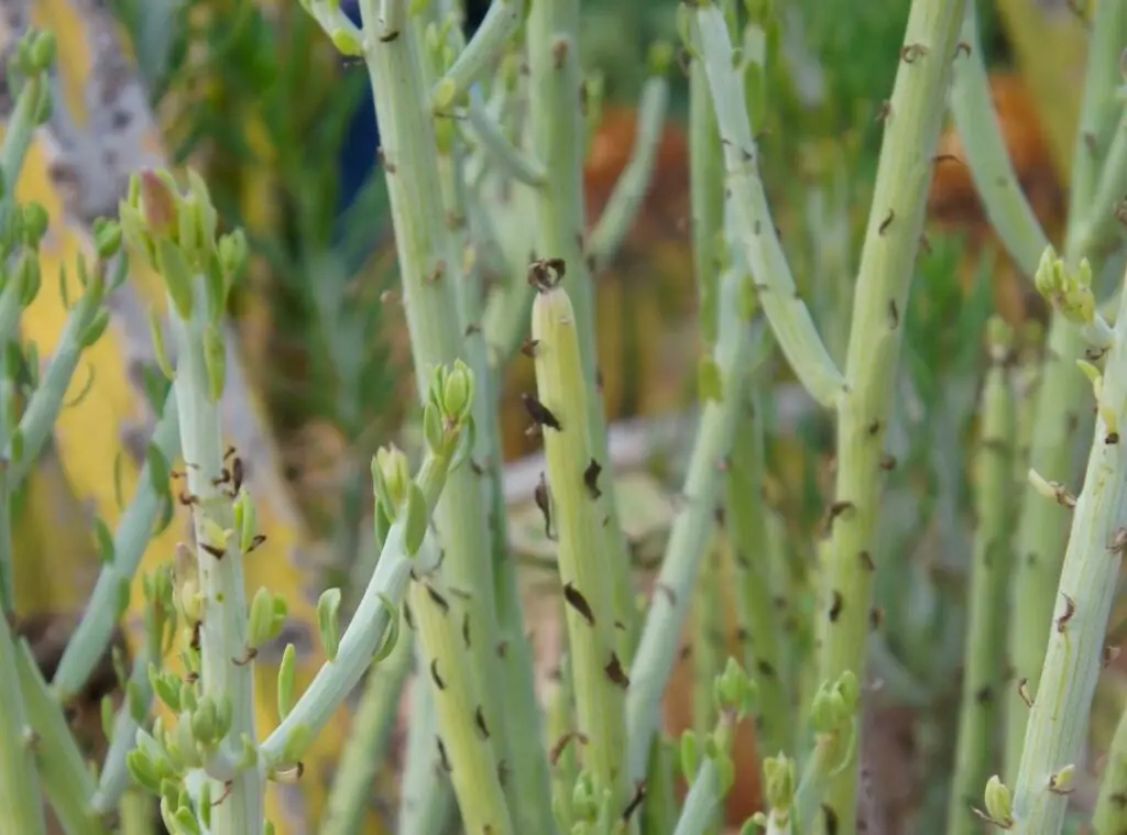 succulent ground cover