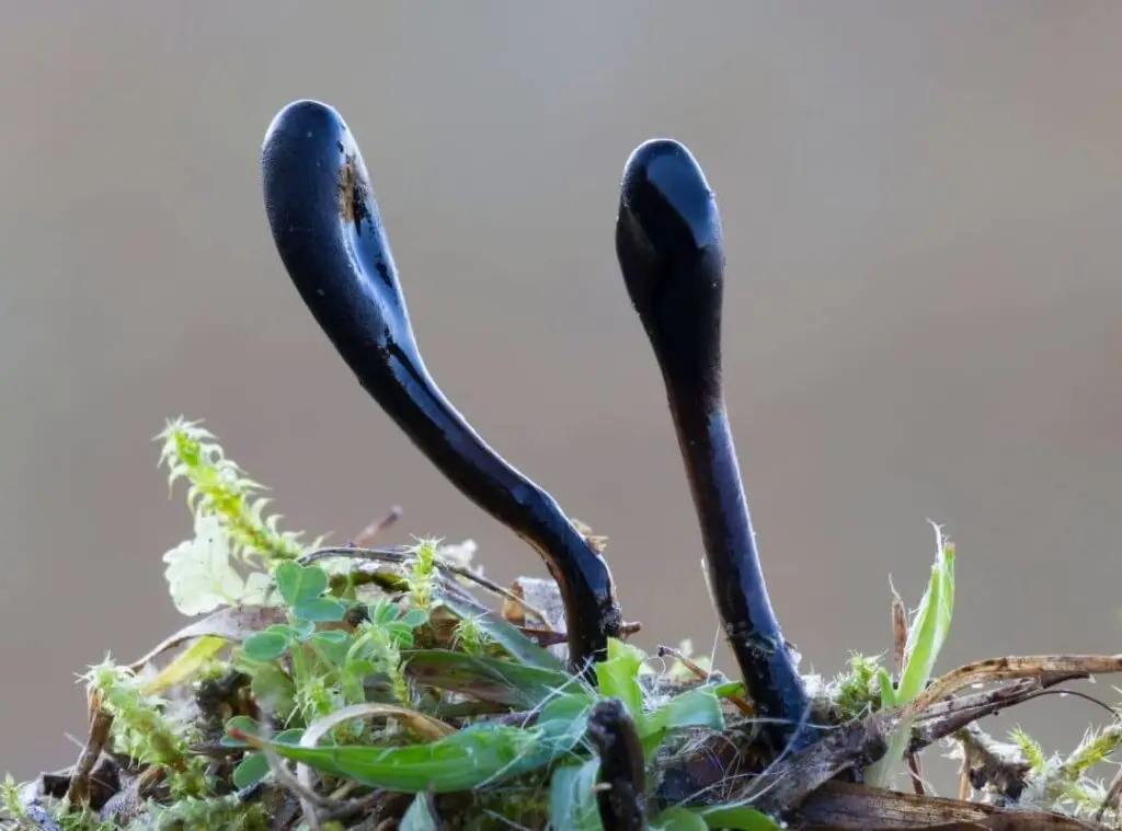 Black earth tongue