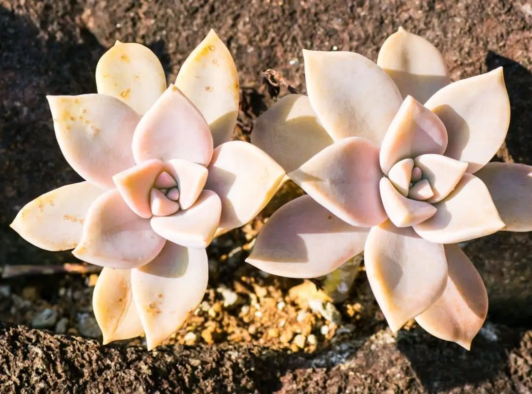 Graptopetalum Paraguayense Peach Care And Propagation | 14 Tips ...