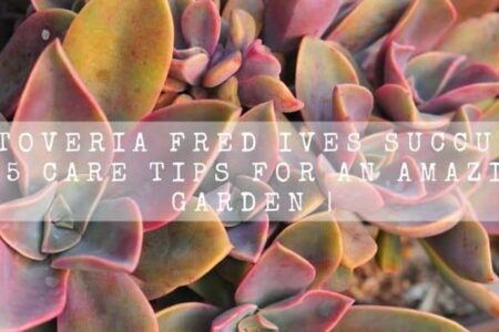 Graptoveria Fred Ives Succulent | 15 Care Tips For An Amazing Garden |