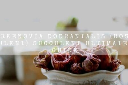 Greenovia dodrantalis (Rose Succulent) Succulent Ultimate Care Guide