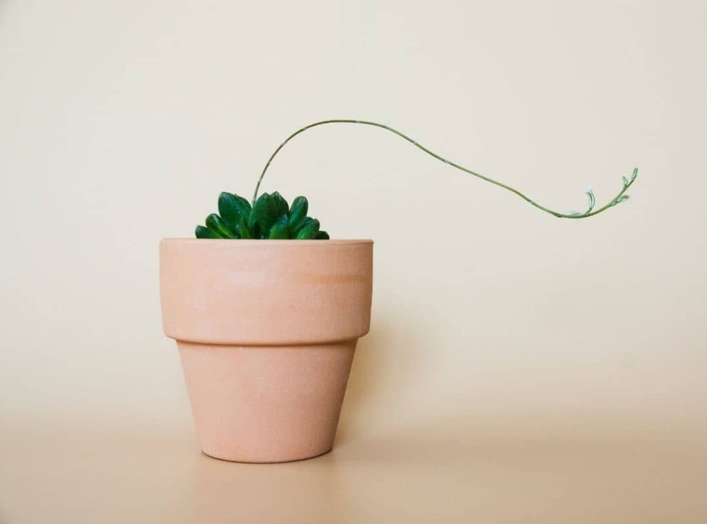 Haworthia Cooperi Flowers