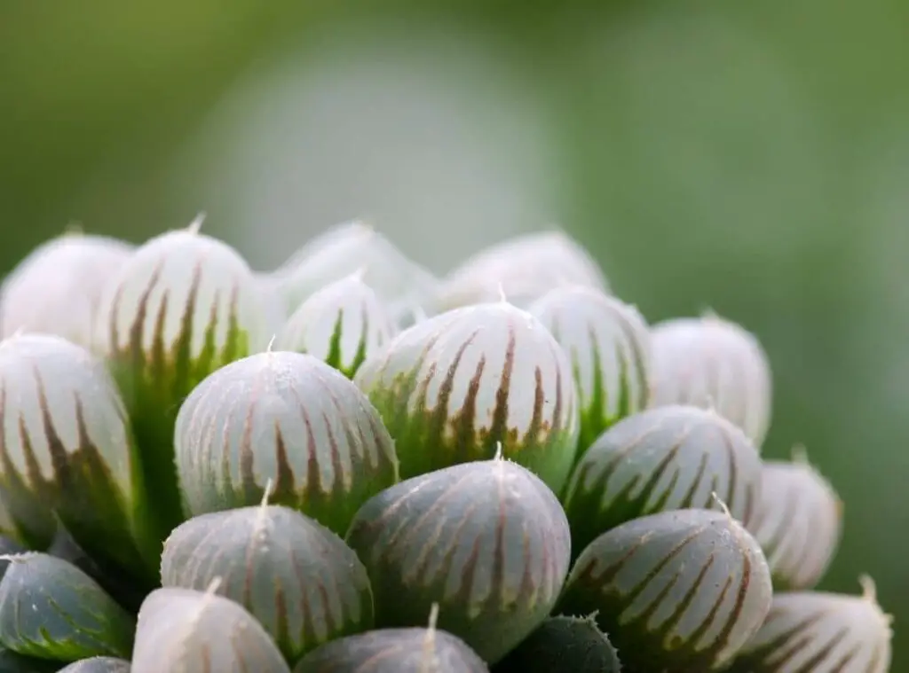 Haworthia Cooperi Flowers 3 1