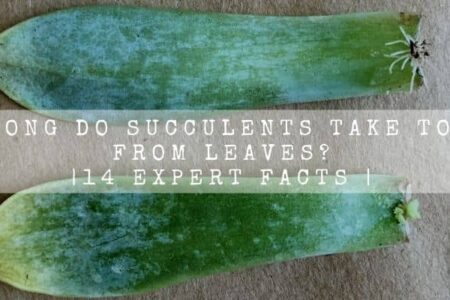 How Long Do Succulents Take To Grow From Leaves? |14 Expert Facts |