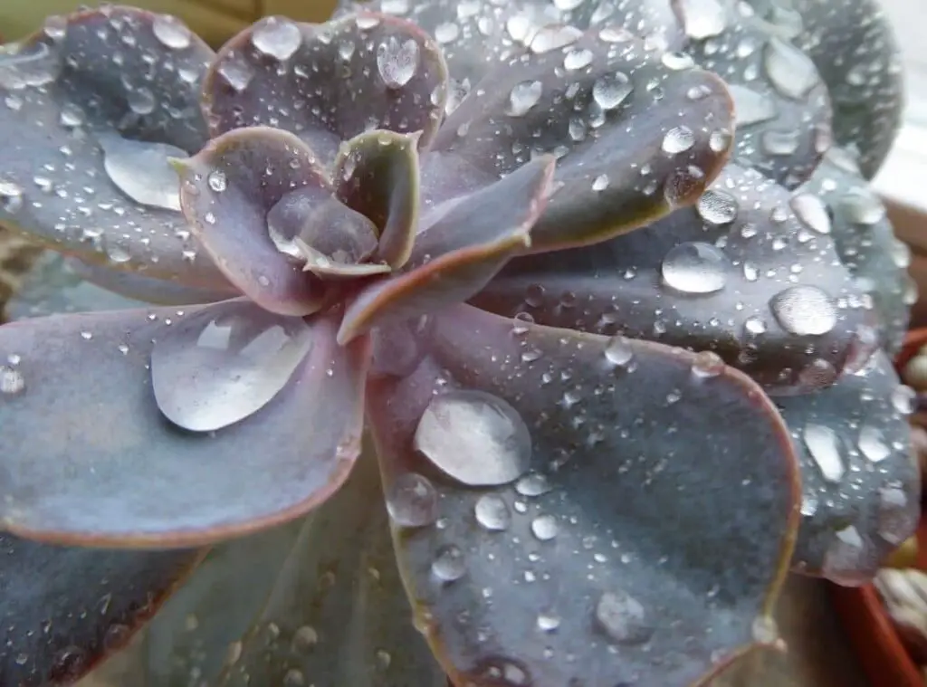 How Often To Water Succulents 