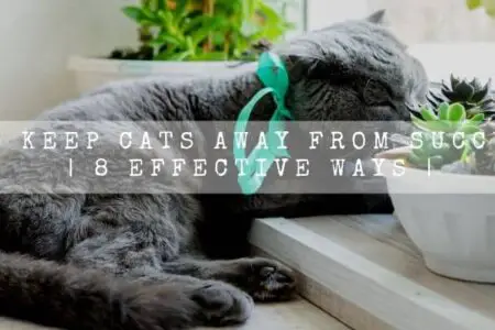 How To Keep Cats Away From Succulents | 8 Effective Ways |