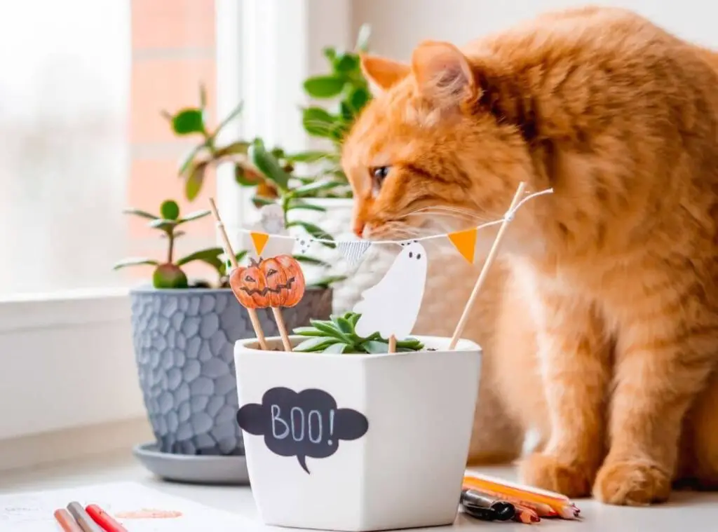 How To Keep Cats Away From Succulents 9 1