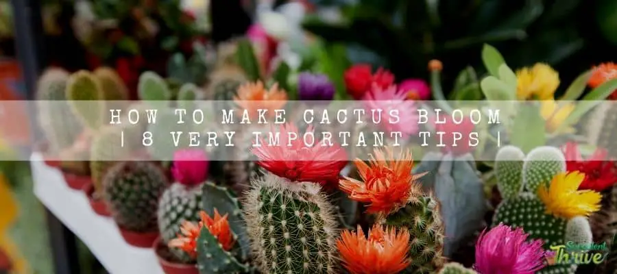 Make Cactus Bloom