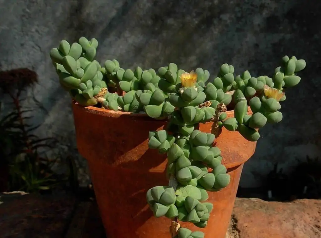 Corpuscularia Lehmannii 