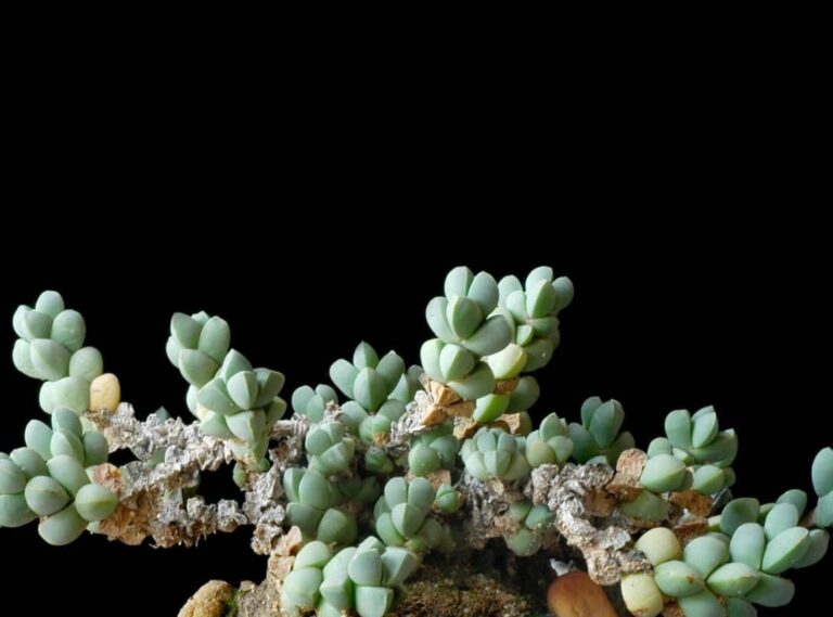 Ice Plant Corpuscularia Lehmannii Useful Facts On Care And Propagation Succulent Thrive 0589