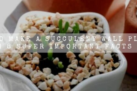 Monilaria Obconica (Bunny Succulent) 13 Care Secrets | With Propagation Guide |