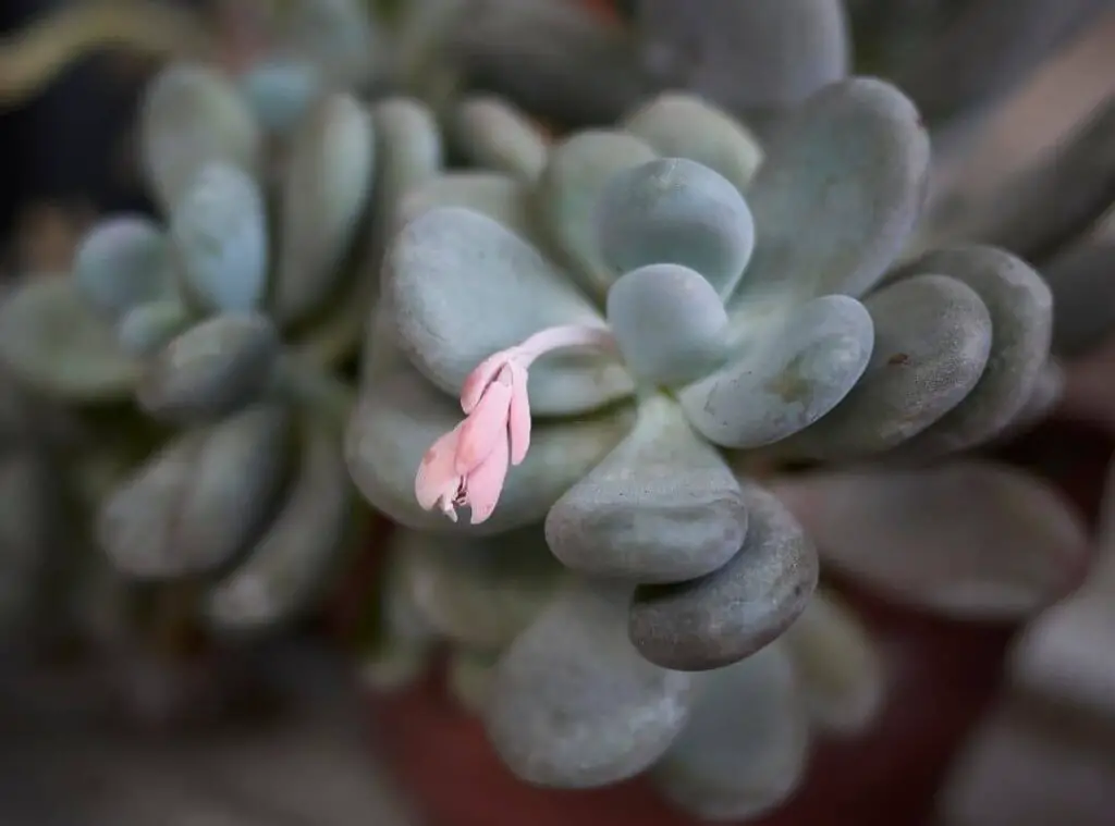 Pachyphytum Oviferum