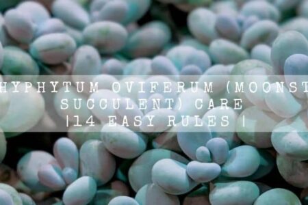 Pachyphytum Oviferum (Moonstone Succulent) Care | 14 Easy Rules |
