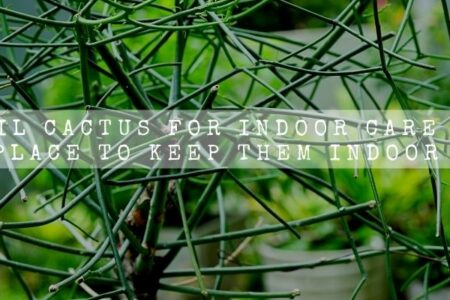 Pencil Cactus For Indoor | Care And 5 Place To Keep Them Indoor |