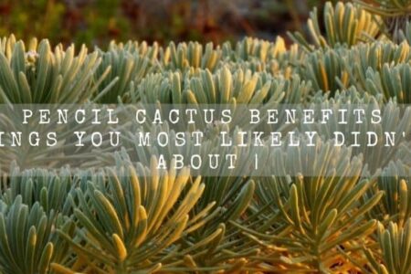 Pencil Cactus Benefits | 5 Things You Most Likely Didn’t Know About |