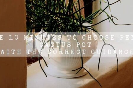 Take 10 Minutes To Choose Pencil Cactus Pot With Correct Guidance